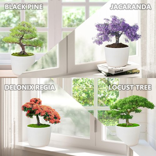 Bonsai Tree Kit, Wooden Gift Box Indoor Bonsai Tree Starter Kit with Tools & Japanese Plants Seeds, Growing DIY Gardening Gifts for Plant Lovers