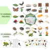 QuarenDen Life Cycle Toys, 33 PCS, Learning & Educational Toys, Realistic Figurine Toys, Preschool Science Learning Toys, Kids Animal Match Sets, Animal Toys Figurines for Age 3+ Boy and Girl
