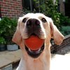 Sunglow Durable Dog Ball for Chewing & Training,Tough Indestructible Dog chew Toy Ball，Solid Rubber Bouncy Ball,Cleans Your Dog's Teeth & Improves Mental Health.