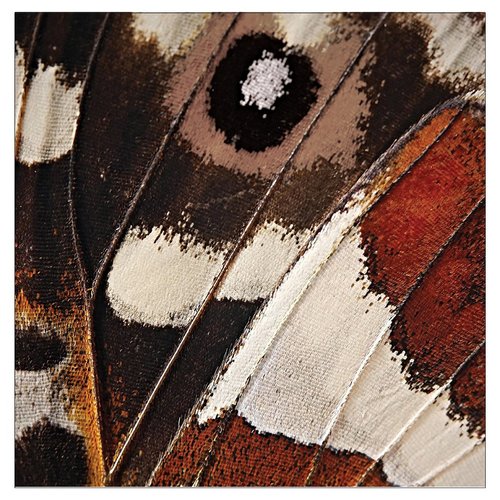 Creative Converting Entomount Butterfly Luncheon Napkins-16pc, 16 Count (Pack of 1), Multicolor