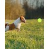 SARIEN Tennis Balls for Dogs, 2-Inch Size, Compatible with Most Automatic Ball Launchers idea for Small Dogs(12 Balls only)