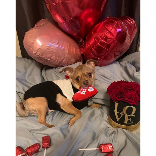 BoomBone Valentines Dog Toy, Plush Dog Squeak Toy, Heart Dog Toy for Small Medium Dogs