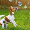 Bubbletastic Dog Bubbles 8oz. Refill Bottle of Bacon Bubble Solution