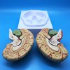 Learning Resources Human Brain Anatomical Model, Anatomically Accurate Brain Model Life Size Human Brain Anatomy for Science Classroom Study Display Teaching Model