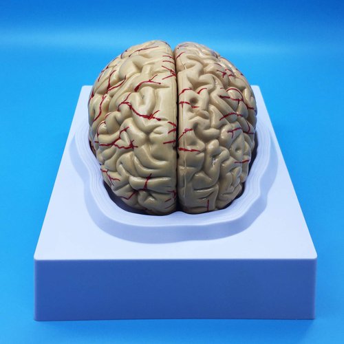 Learning Resources Human Brain Anatomical Model, Anatomically Accurate Brain Model Life Size Human Brain Anatomy for Science Classroom Study Display Teaching Model