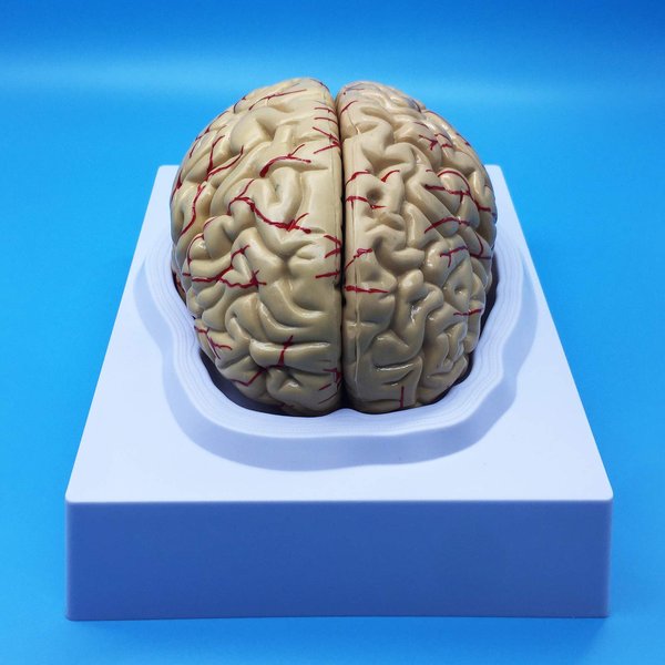 Learning Resources Human Brain Anatomical Model, Anatomically Accurate Brain Model Life Size Human Brain Anatomy for Science Classroom Study Display Teaching Model