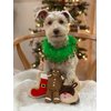 Midlee Wreath Jingle Bell Decorative Dog Collar (Medium)