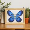 Filigree Enamel Art Painting Crafts Kit, 3D Blue Butterfly Craftwork Decor Gift DIY Crafts Supplies for Adults, Holiday Handmade Home Decor, Christmas Birthday Birthday Gifts, Hobby for Adult Women