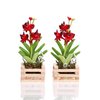 ablossom, Mini Red Orchid in Potting Basket Wood 1:12 Succulent Artificial Flower Clay Plant for Decoration Dollhouse Set of 2 Pieces.