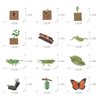 12PCS Life Cycle Figurines Toy Set of Butterflies Grasshoppers and Plants Figures Preschool Toys Kit Science and Educational Auxiliary Toys Cake Toppers Party Favors for Kids Toddlers Boys and Girs