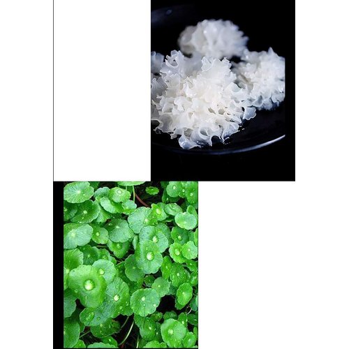 Air Cushion CC Cream Foundation,BB Cream Makeup Foundation,Moisturizing Concealer Long Lasting Full Coverage Waterproof Foundation (Natural)