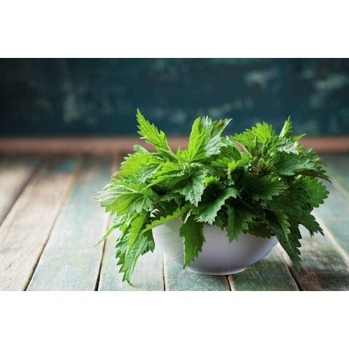 Cedar Bear Herbal Minerals for Kids a Liquid Herbal Supplement That Helps Build Healthy Bodies, Minds, and Strong Immune Systems 1 Fl Oz