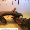 Hamiledyi Reptile Driftwood Branch Decor Terrarium Ornament Wood Climbing Natural Aquarium Driftwood Decoration for Snake Bearded Dragon Leapord Gecko Lizard Iguana Chameleon