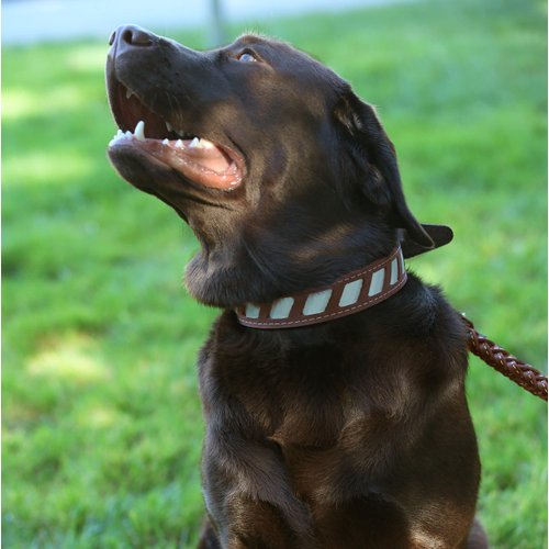 Genuine Leather Reflective Dog Collar 24"x1" Brown Fits 17"-21.5" Neck