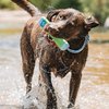 Chuckit Amphibious Bumper Fetch and Float Dog Toy, Medium (Assorted Colors)
