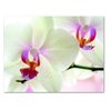 Small World Greetings Orchid Flower Note Cards 12 Count - Blank Inside with White Envelopes - A2 Size 5.5" x 4.25" - Floral Stationery - All Occasion Birthday, Thank You, and More