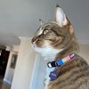 Pawtitas Pet Multicolor Cat Collar with Safety Buckle and Removable Bell Cat Collar Kitten Collar Blue/Yellow/Green Cat Collar One Size