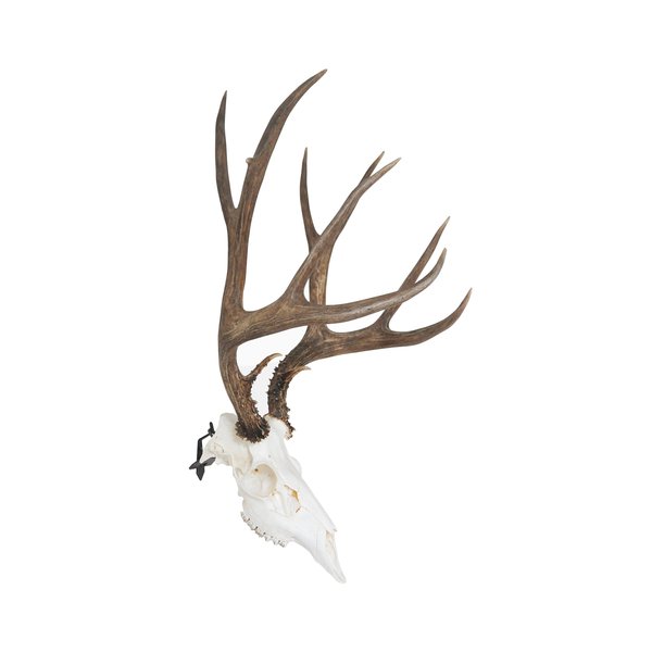 Dead On Display -Angle Bracket Adapter, European Skull Mount- Taxidermy Trophy Mounting Kit- ***Cannot Be Used Alone**- to Be Used in Combination with Our **Medium and Small** Skull Hangers Only