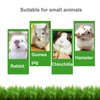 ROZJOVU Rabbit Guinea Pig Bunny Chew Toys for Teeth Grinding Cage Hanging Toy Organic Rabbit Treats for Bunny Chinchillas Hamsters(Bamboo+Apple Sticks+Alfalfa Cakes+Timothy Hay) (2 PCS)