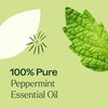Plant Therapy Peppermint Essential Oil 10 mL (1/3 oz) 100% Pure, Undiluted, Natural Aromatherapy for Diffuser & Topical Use, Digestion, Respiratory, & Massage, Peppermint Oil for Skin & Hair