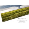 Storm Photography Print (Not Framed) Picture of Tornado Passing Behind Farmhouse and Wheat Field in Kansas Thunderstorm Wall Art Nature Decor (4" x 6")