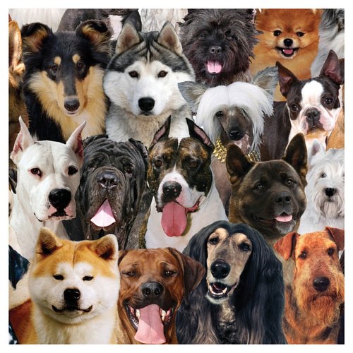 Creative Converting 24 Count Best in Show Woof Premium Patterned Beverage Napkins, Multicolor