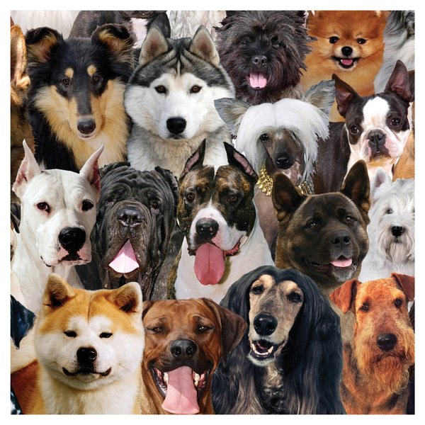 Creative Converting 24 Count Best in Show Woof Premium Patterned Beverage Napkins, Multicolor