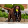 Hungry Dog Co. - 12 Pack of Premium Dog Tennis Balls 2.5" - Pet Safe Dog Toys for Exercise and Training. Bouncy and Durable for Hours of Fun - Reusable Mesh Bag for Carrying and Storage - Yellow