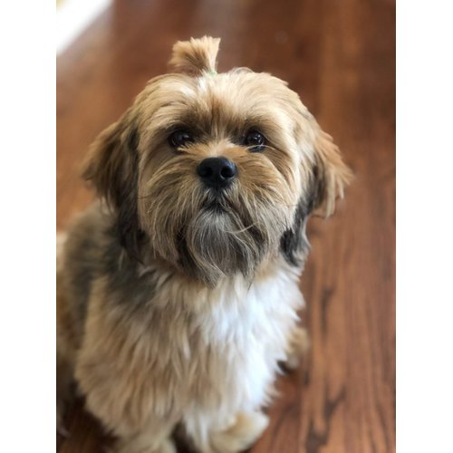 Pet Supply 200ct Tiny Rubber Bands Dog Hair Ties.1/2" Black Rubber Bands for Hair,Mini Rubber Bands for Pets,Dog Grooming Top Knots,Dog Bows,Braids,and Dreadlocks (Black)