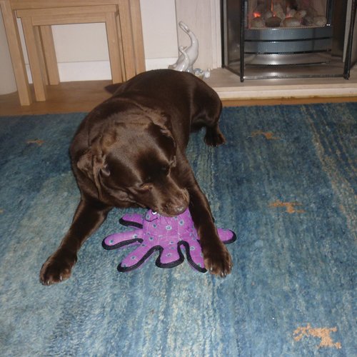 TUFFY - World's Tuffest Soft Dog Toy - Barnyard Pig- Multiple Layers. Made Durable, Strong & Tough. Interactive Play (Tug, Toss & Fetch). Machine Washable & Floats… (Junior)