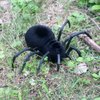 Tipmant RC Spider Remote Control Tarantula Realistic Animal Crawlers Scary Kids Halloween Christmas Prank Gag Toys Birthday Gifts (Black Hair)