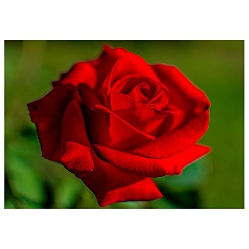 Will Davis Studios Red Rose All Occasion Fine Art Greeting Card (Blank Inside)