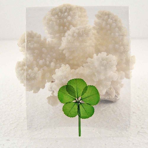 Clovers Online Good Luck Pressed and Preserved 5 Leaf Clover in Cello Sleeve