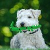 Pet Latex Toys Lizard Dog Toys Squeaky Snake Dog Toy Small Dog Toys Interactive Dog Toys Pet Molar Toys Fetch Dog Toy Lizards Squeaky Toys for Small Dogs Animal Plush Toy