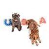 Midlee USA Sugar Cookie Dog Toy - 4th of July, Memorial Day, Patriotic Pet Plush Squeak Toys (Small)