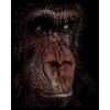 Royal Brush Copper Foil Engraving Art Kit 8"X10", The Wise Simian