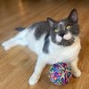 Spot Sew Much Fun- Cat Toy Yarn Ball, Foam Ball Wrapped in Colorful String, Won't Unravel, Fun Toy for Cats and Kittens of All Ages, Rattle Inside- 3.5in Yarn Balls