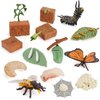 20 PCS Insect Animal Life Cycle Model Figure Plant Spider Bee Butterfly Figurines Ornament Cake Toppers Party Favors Supplies Cognitive Toy for Boys Girls Kids
