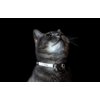Rogz Glow in the Dark Reflective Cat Collar with Breakaway Clip and Removable Bell, fully adjustable to fit most breeds, Jumping Black Cat Design