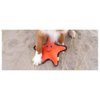 Beco Starfish Friend Soft Squeaker Dog Toy Made with Recycled Materials, Double Stitched & Layered, Medium for All Dog & Puppy Sizes