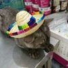 CIEOVO Dog Sombrero Hat, Mini Straw Sombrero Hats Mexican Hats Sombrero Party Hats for Small Pets/Puppy/Cat