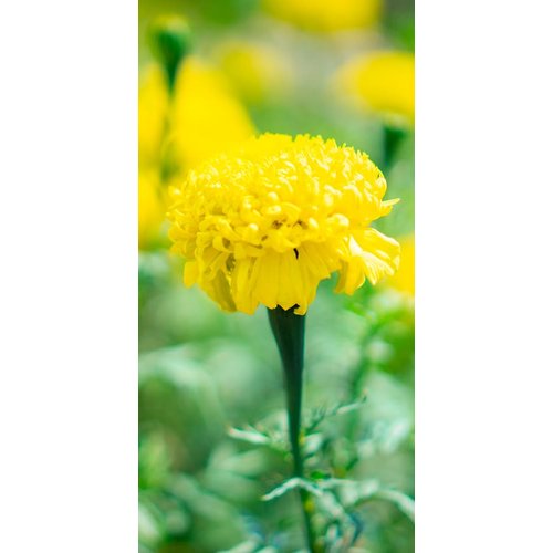 YASOU Hydrating Body Cream Aroma Free (3.2oz) | Moisturizing Body Butter Cream | Body Lotion | Restorative For Dry Skin | For Senstive Skin | Handmade For All Skin Types