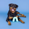 Fringe Studio "Color ME Happy Turquoise Rubber Dog Toy, Pet Shop Collection (518038)