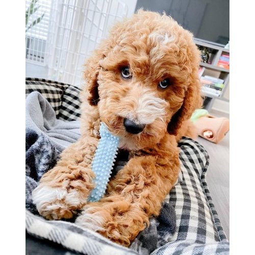 Nylabone Puppy Triple Pack - Blue Puppy Teething Toy, Nylon Dog Toy, & Chew Treat Variety Pack - Puppy Supplies - Chicken and Bacon Flavors, Small/Regular (3 Count)