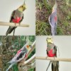 VANFAVORI Bird Harness with Buckle Clip and A Leash, Easy to Wear Training Kit for Bird Parrots Cockatiel S Size Weight 85-105 Grams,Red